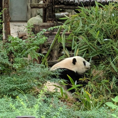 Chengdu_Research_Base_of_Giant_Panda_Breeding,_201907,_05
